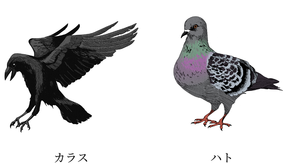 カラス、ハト