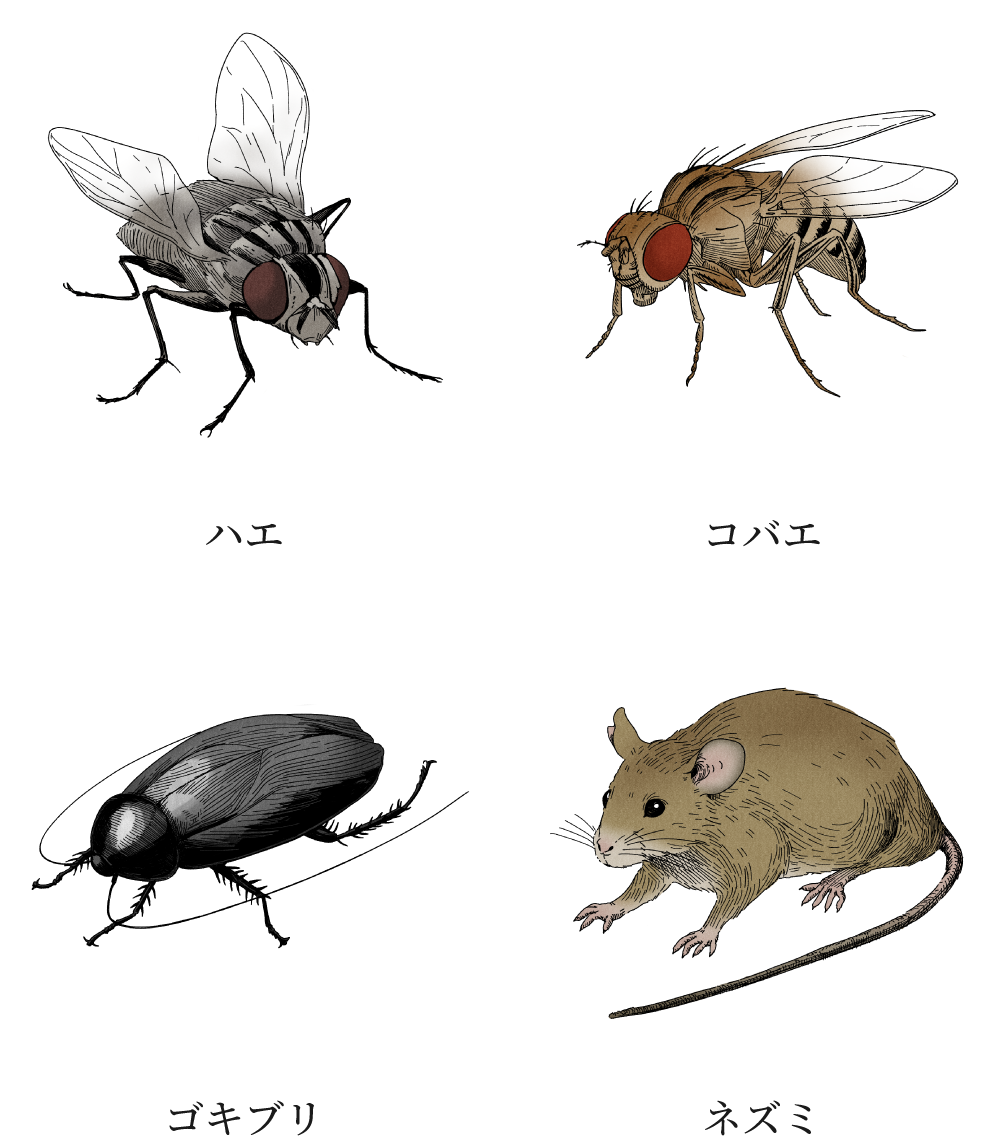 ハエ、コバエ、ゴキブリ、ネズミ