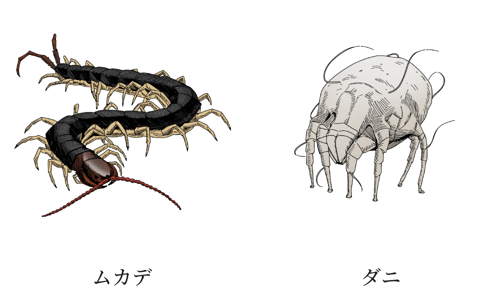 ムカデ、ダニ